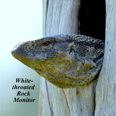 White-throated Rock Monitor